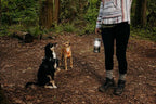 Cascade Mountain Tech Pop up LED Lantern